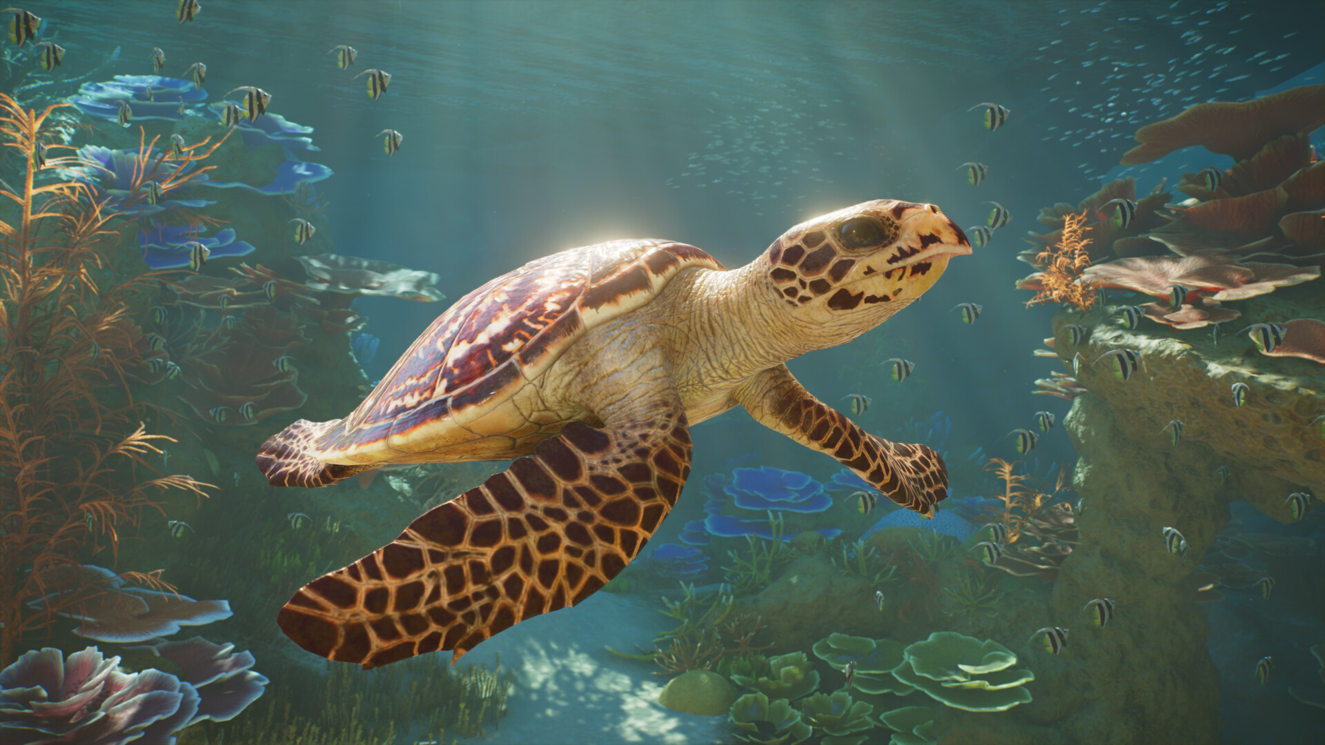 Hawksbill turtle swimming in an official Planet Zoo 2 aquarium screenshot